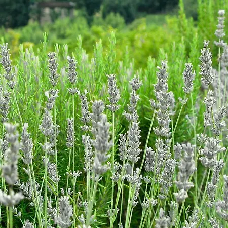 Relais Chalons D'orange