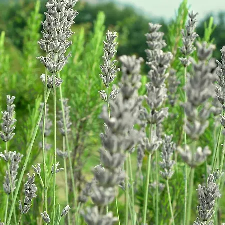 Hotel Relais Chalons D'orange Alvito